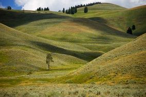 hills with green grass in yellowstone