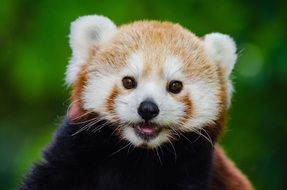 red panda on a blurry green background