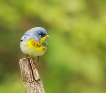 Setophaga americana or northern parula