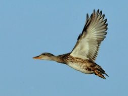 A flying duck in blue sky