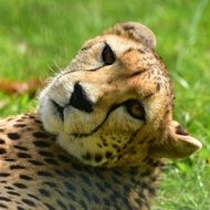 cheetah on green grass in the wild