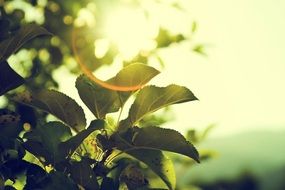 Green plant under the sunlight