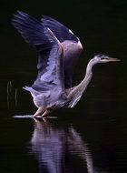 Heron with wings up near the water