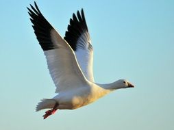 ross's goose