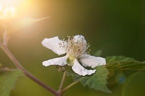 White flower of blackberry closeup