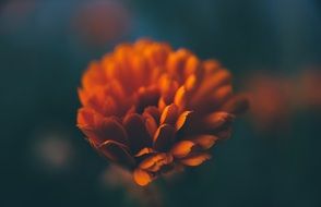 macro photo of Orange flower petals with dark shadows