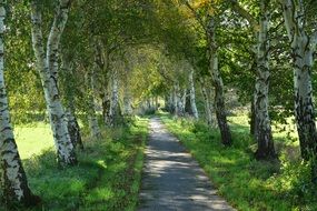 Path between birch trees