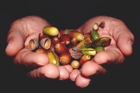 Acorns in a hands