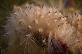 closeup thistle bloom