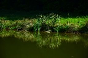 Meadow of the green grass near the lake