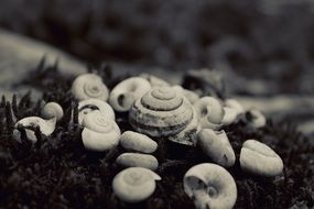 empty seashells, black and white