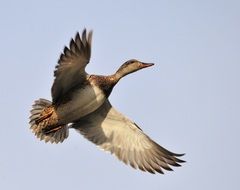 Duck is flying outdoors