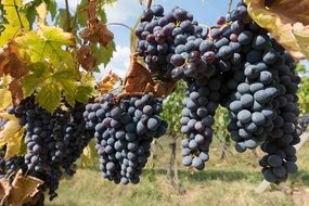 mature grape bunch in a vineyard