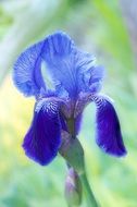 coseup photo of blue iris blooming in garden