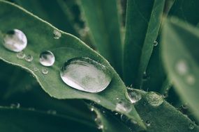 Leaves with water drops