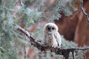 Mexican spotted owl on a tree branch