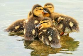Seven little ducks sitting together in water