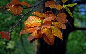 closeup photo of colorful autumn foliage on a tree