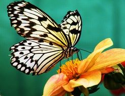 paper kite butterfly