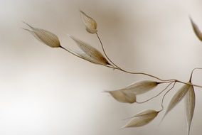 grains of oats on a branch