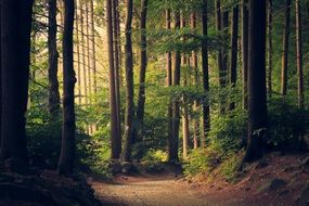 Forest landscape with tall trees