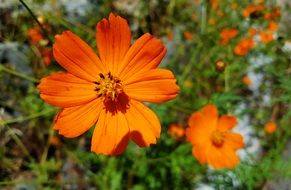 orange cosmos flowers in the bright sun