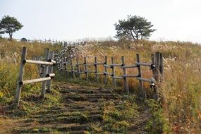 meadow sidewalk in autumn