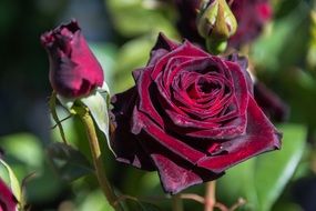 Dark red roses bloom