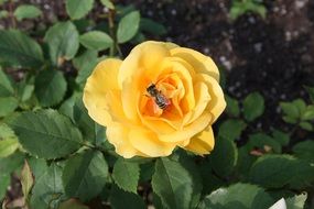 One honey bee sitting on yellow rose