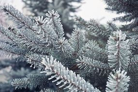 Tree needle in snow on a blurred background