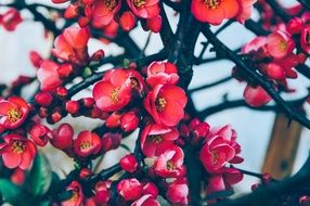 Beautiful tree flowers red spring nature