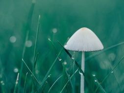 white mushroom macro photo