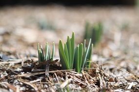 sprout bloom bud spring flower