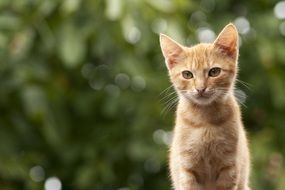 Portrait of orange kitten on a blurred background