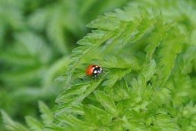 ladybug on green juicy grass