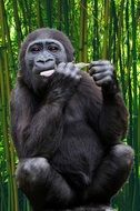 Cute black gorilla eating among the green trees