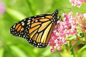 monarch butterfly on a pink blossom closeup