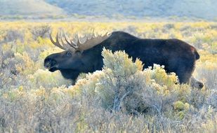 big elk among snowy nature