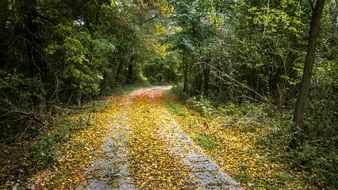 Green forest in autumn