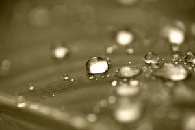 closeup photo of drops of water on the green leaf