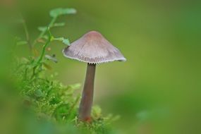 mushroom on a blurred background