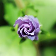 purple rose in the garden