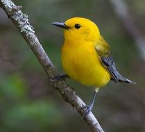 yellow warbler is a small bird