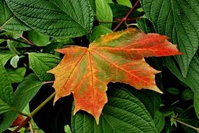 red maple leaf among the greenery