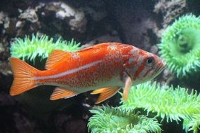 Colorful beautiful fish among the plants in aquarium