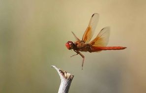 brown dragonfly in flight close up