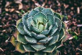 closeup of succulent plant