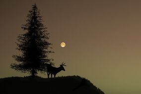 Silhouettes of the deer and conifer tree on a hill on a moonlit night on beautiful landscape