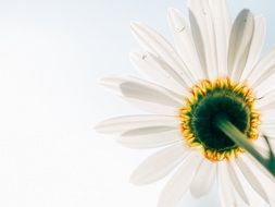 Photo of daisy flower