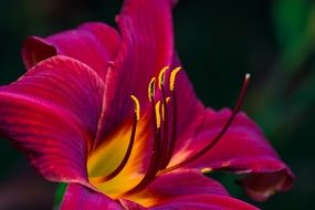 adorable peony flowers macro